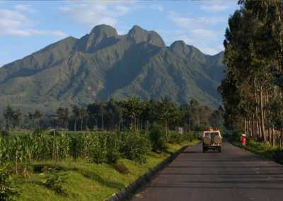 Ruanda - Volcanoes National Park - RWANDA! Self-drive 4x4 landcruiser 🐒🦍🍃 Chimpanzee tracking, Canopy walk, Tea plantation, Volcanoes National park 🇷🇼 - 3