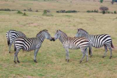 Tansania - 5 Days Tanzania Safari to Tarangire, Serengeti and Ngorongoro Crater - JoinMyTrip