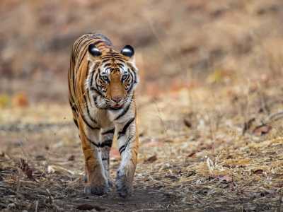 India - Panna National Park - India Tiger Safari & Wildlife Photography Expedition | Bengal Tigers & Asiatic Lions - 3