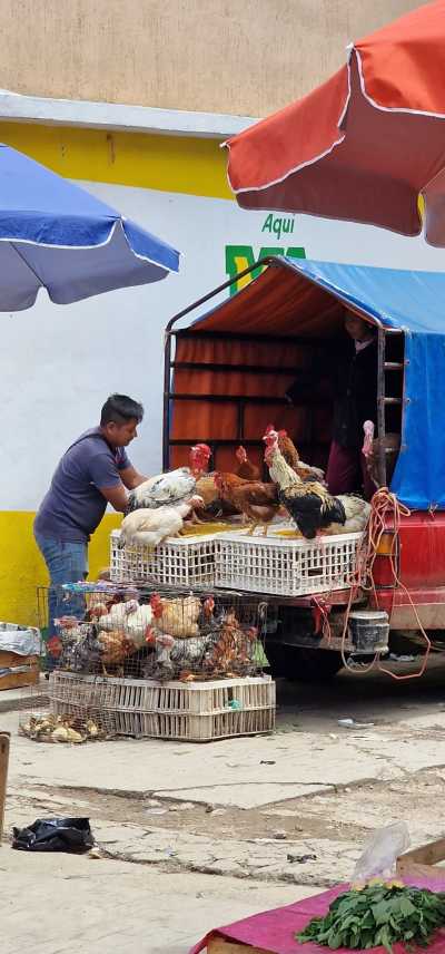 Mexiko - San Cristobal de las Casas - Off-the-Grid Chiapas: Mayan Roots & Jungle Gems - 3