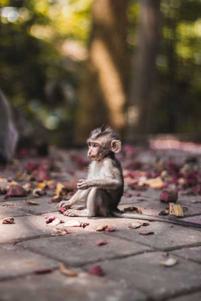 Südostasien - Monkey Forest - From Kuala Lumpur to Bali: An Unforgettable Southeast Asian Journey - 2