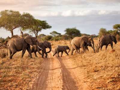 Kenia - Maasai Mara National Reserve - 🌍 Wild Wonders of Kenya | All-Inclusive Raw Nature Jeep Safari 🐘🦁🌅 - 6