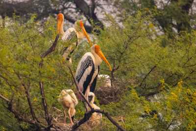 India - Bharatpur - 9-Day India: Holi, Tigers & Beyond the Golden Triangle - 1