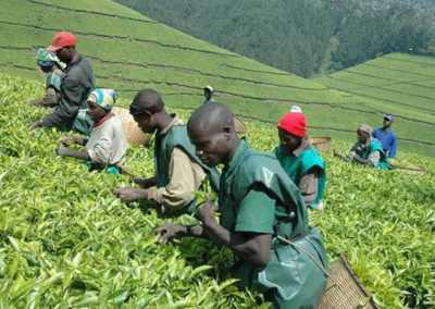Ruanda - Gisovu Tea Estate - RWANDA! Self-drive 4x4 landcruiser 🐒🦍🍃 Chimpanzee tracking, Canopy walk, Tea plantation, Volcanoes National park 🇷🇼 - 4