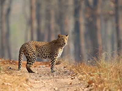 India - Panna National Park - India Tiger Safari & Wildlife Photography Expedition | Bengal Tigers & Asiatic Lions - 4