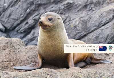 Neuseeland - Milford Sound / Piopiotahi - 🇳🇿🗺 Entdecke die Geheimnisse Neuseelands 🗺🇳🇿 - 2