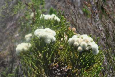South Africa - Arniston - Südafrika: das atemberaubende Kap trifft auf das Biospähren-Reservat Blyde - Krüger - 4