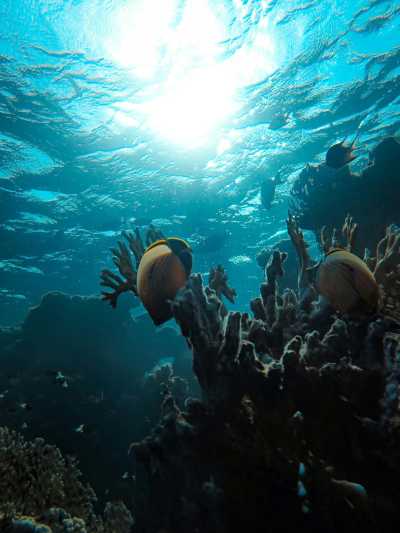 Australien - Great Barrier Reef - 🌴🪸 Daintree to Great Barrier Reef: A Co-Working Retreat in Port Douglas, Australia 🐠🇦🇺 - 10