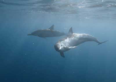 Südafrika - Mdumbi - 🇿🇦 South African Sardine Run Expedition - 1 Week INSIDE a Nature Documentary 🐬 - 2