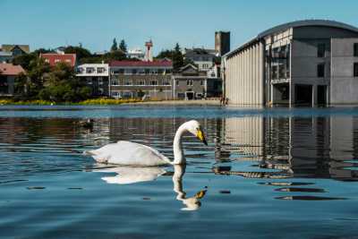 Island - Reykjavík - Northern Lights in Iceland - 1