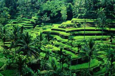 Indonesia - Ubud - Exotic & Luxury Bali retreat Trip ✨(With private driver)
