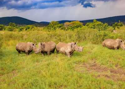 Ruanda - Akagera National Park - RWANDA! Self-drive 4x4 landcruiser 🐒🦍🍃 Chimpanzee tracking, Canopy walk, Tea plantation, Volcanoes National park 🇷🇼 - 5