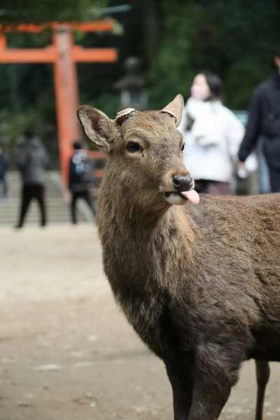 Japan - Nara Park - 🇯🇵Japan Trip To The Future :Food, Culture, Snow & Wildlife - 1