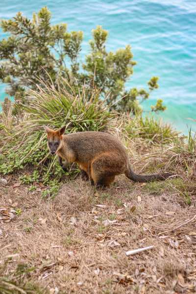 Australia - Cape Byron Walking Track - 🇦🇺 Slow Mornings & Salt Air: A 9-Night Yoga & Lifestyle Retreat in Byron Bay, Australia 🌊 - 3