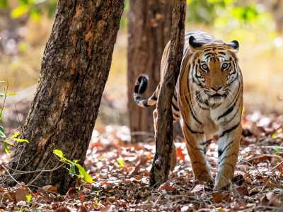 India - Panna National Park - India Tiger Safari & Wildlife Photography Expedition | Bengal Tigers & Asiatic Lions - 1