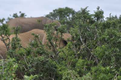 South Africa - Addo-Elefanten-Nationalpark - Entdecke Südafrika: Die Kapregion - jenseits der touristischen Trampelpfade - 2