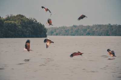 Malaysia - Kuala Selangor - Explore Amazing Kuala Lumpur, Malaysia with a Local and Travel Photographer - 7