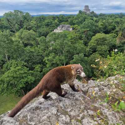 Guatemala - Flores - Into the Jungle: Volcanoes, Atitlán & El Mirador Trek - 4