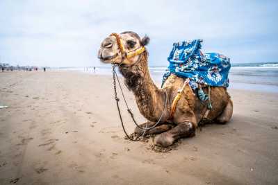 Morocco - Agadir - 🏖️ Agadir Getaway: Sun, Surf & Hidden Gems of Morocco - 2