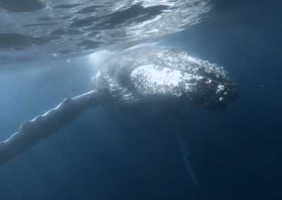 South Africa - Mdumbi - 🇿🇦 South African Sardine Run Expedition - 1 Week INSIDE a Nature Documentary 🐬 - 3