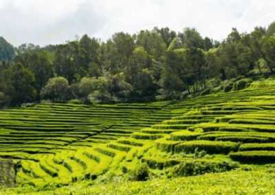 Portugal - Gorreana Tea Plantation - 🌿🦖🌋 A Trip Right out of Jurassic Park: The Azores Wild Islands! 🍃 - 2