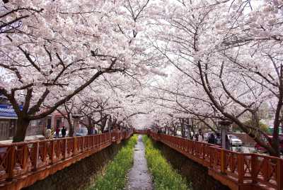 Korea, Süd - Busan - 9D8N Cherry Blossom Seoul incl. Jeju 2026