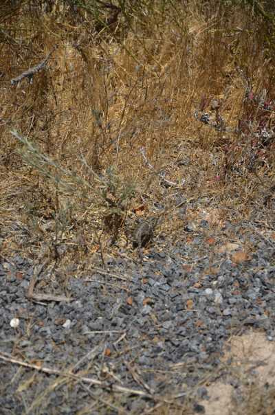 South Africa - Malgas - Südafrika: das atemberaubende Kap trifft auf das Biospähren-Reservat Blyde - Krüger - 2