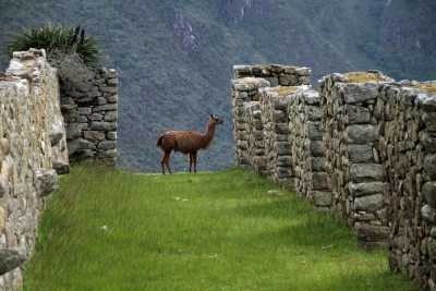 Peru - Historic Sanctuary of Machu Picchu - PERU JUNE 2026: DESERTS, ANDES & MACHU PICCHU - 3