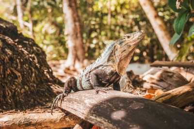 Costa Rica - Manuel Antonio - Coworking in Costa Rica - 2