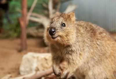 Australia - Oakvale Wildlife Park - 🐋 Winter Waves & Creative Days: A Co-Working Escape to Newcastle, Australia 🇦🇺 - 7