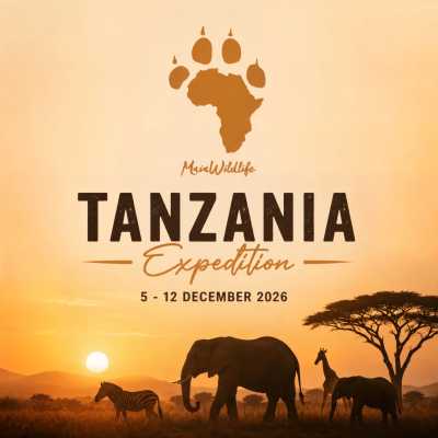 Tansania - Tanzania Big Five Safari & Wildlife Photography Expedition | Serengeti & Ngorongoro - JoinMyTrip