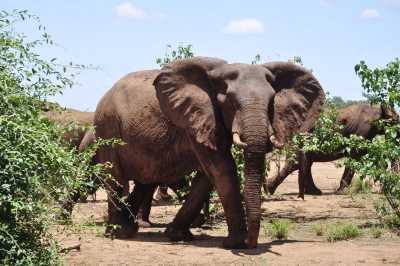 South Africa - Blyde River Canyon - Südafrika: das atemberaubende Kap trifft auf das Biospähren-Reservat Blyde - Krüger - 5