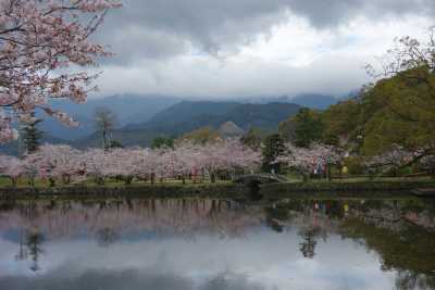 Japan - Kumamoto - PRIVATE ROOM on the JAPAN HIGHLIGHTS TOUR with train pass🔴! 12 Days EXCLUSIVE Cherry Blossom and more in 2026. - 3