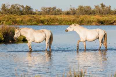 France - Camargue - Coworking & Reset in Provence – 2 Weeks of Focused Work and Exchange - 4