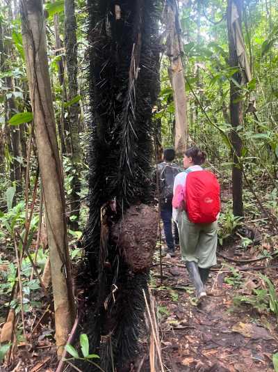 Colombia - Amazonas - 9-tägige Survivalexpedition durch den Amazonas - 6