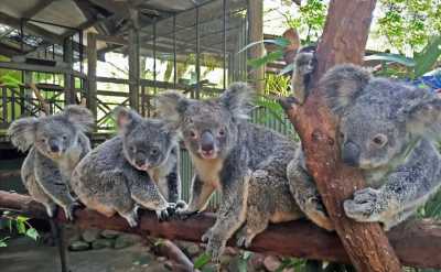 Australien - Kuranda - 🌴🪸 Daintree to Great Barrier Reef: A Co-Working Retreat in Port Douglas, Australia 🐠🇦🇺 - 4