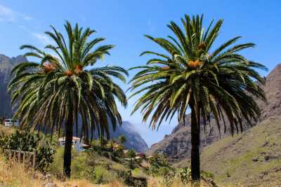 Spain - Masca - Sun, Nature and Soul  ✨-  A Relaxed Tenerife Journey from South to North