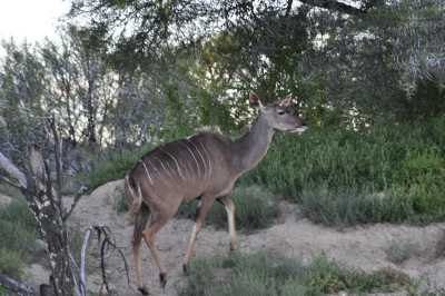 South Africa - Mountain Zebra National Park - Entdecke Südafrika: Die Kapregion - jenseits der touristischen Trampelpfade - 5