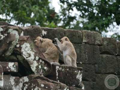 Südostasien - Angkor Wat - 🇰🇭 Kambodscha - Budget Backpacking Trip durch Kambodscha incl. Angkor Wat 🏯 Pfefferplantagen 🌿 & Inselwelten 🌅 - 6