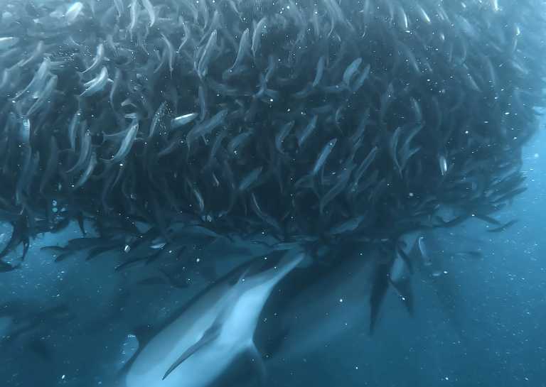 South Africa - 🇿🇦 South African Sardine Run Expedition - 1 Week INSIDE a Nature Documentary 🐬 - JoinMyTrip