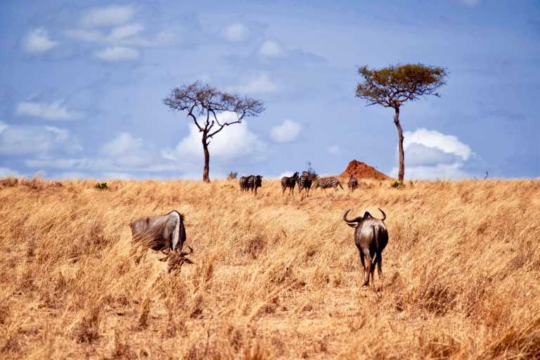 Tanzania - Serengeti National Park - 6 Days Tanzania Safari to Tarangire, Serengeti and Ngorongoro Crater