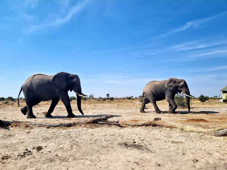 Subsahara-Afrika - ULTIMATE BOTSWANA SAFARI - JoinMyTrip