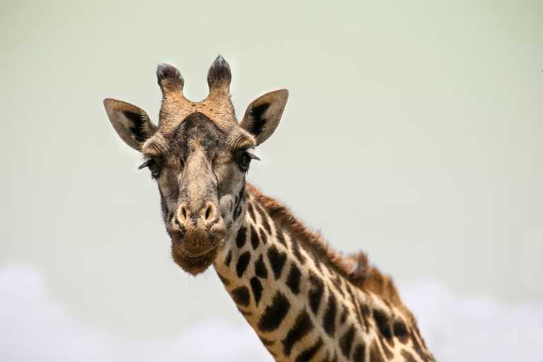 Tansania - 6 Day Tanzania Safari & Great Migration Calving Season - JoinMyTrip