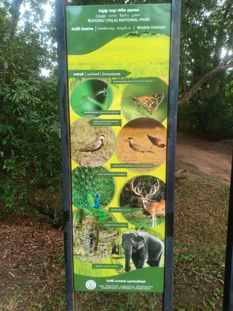 Shehan koshila kannangara - 7