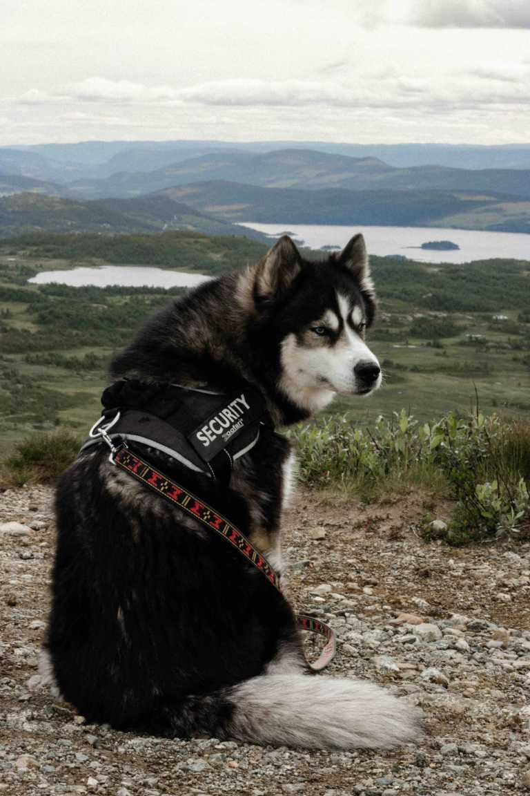 Norway - Beitostølen - Best of Norway with my huskies 🐾⛰️ | Jotunheimen, Fjords & Valleys | Hiking trip - 1