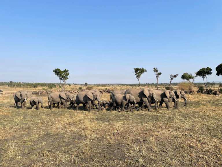 Tanzania - 4 Day Tanzania Safari to Serengeti National Park and Ngorongoro Crater - JoinMyTrip