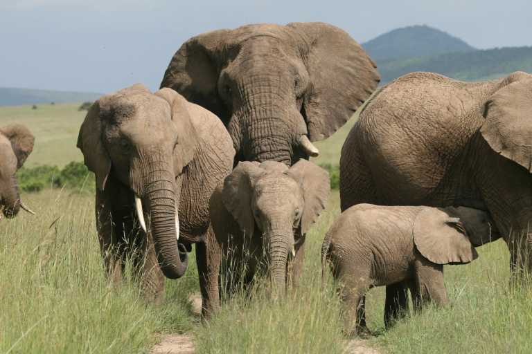 Kenya - Maasai Mara National Reserve - Kenyan Wonders Safari: All inclusive Maasai Mara, Lake Nakuru, Amboseli and Nairobi Adventure - 2