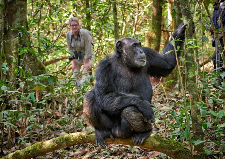 Ruanda - RWANDA! Self-drive 4x4 landcruiser 🐒🦍🍃 Chimpanzee tracking, Canopy walk, Tea plantation, Volcanoes National park 🇷🇼 - JoinMyTrip