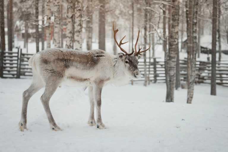 Finnland - Levi - All Inclusive Lapland 360° - Snowmobile, Polar Lights, Husky, Sauna, and many more! :) - 1