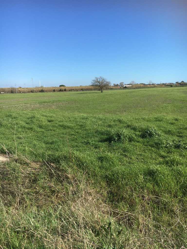 caterina de marca - 2